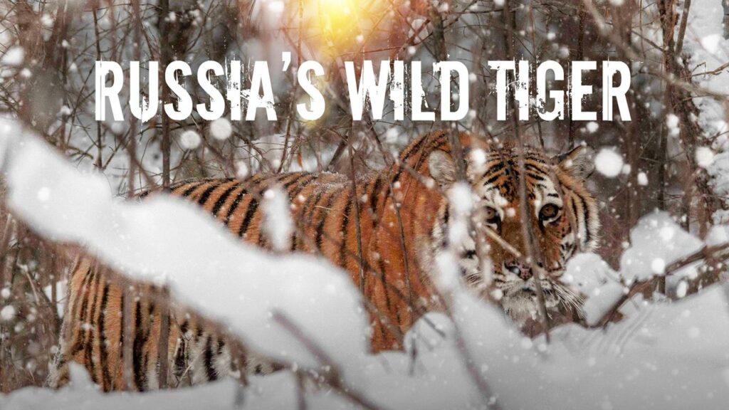 Russia Wild Tiger